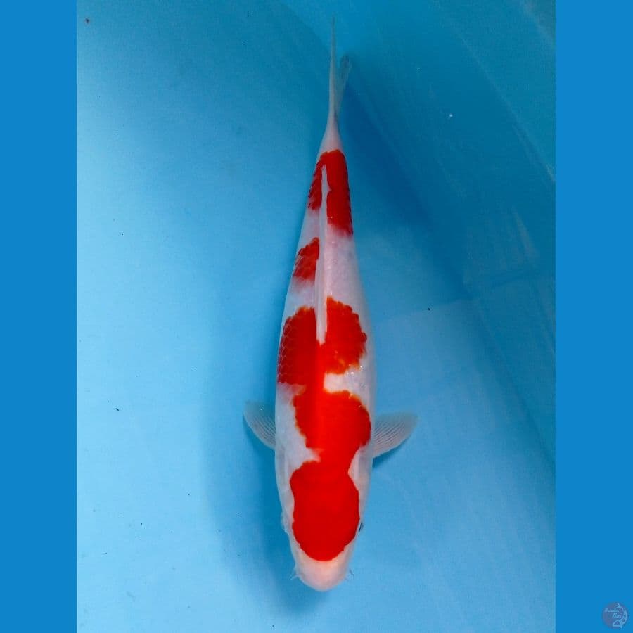 kohaku 31 cm
