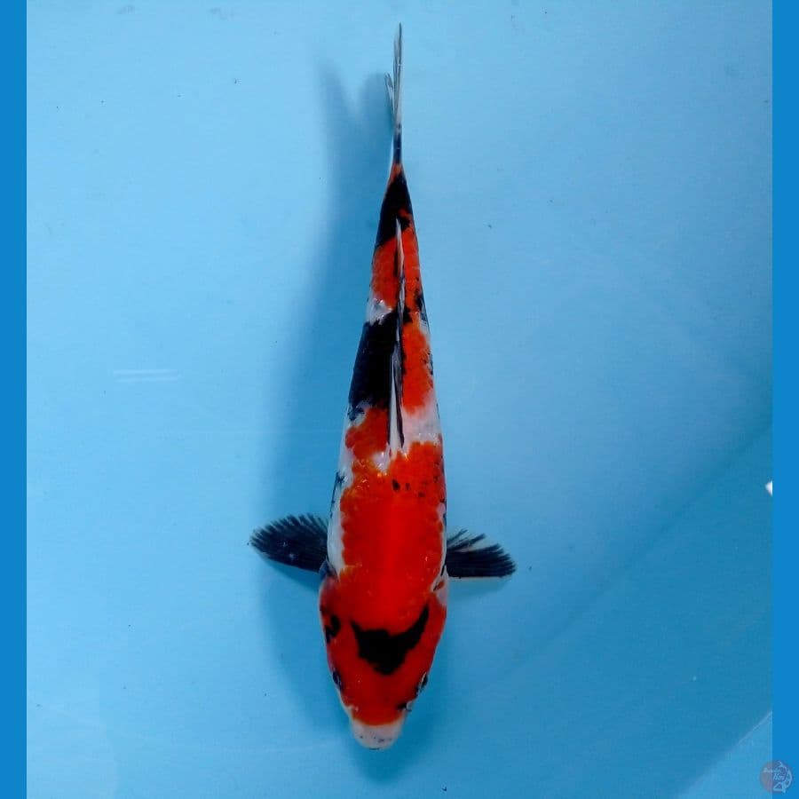 showa 24 cm