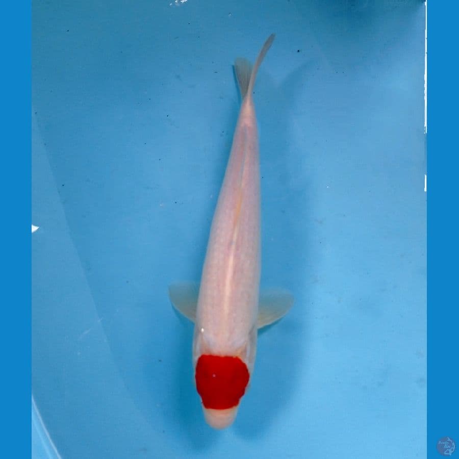 tancho 30cm