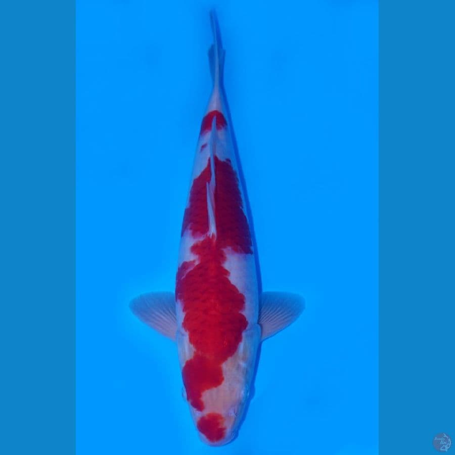 kohaku size 40cm