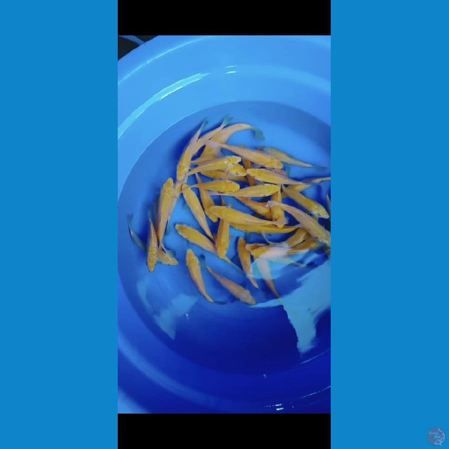 karasi 15-22cm 40 ekor bersih"