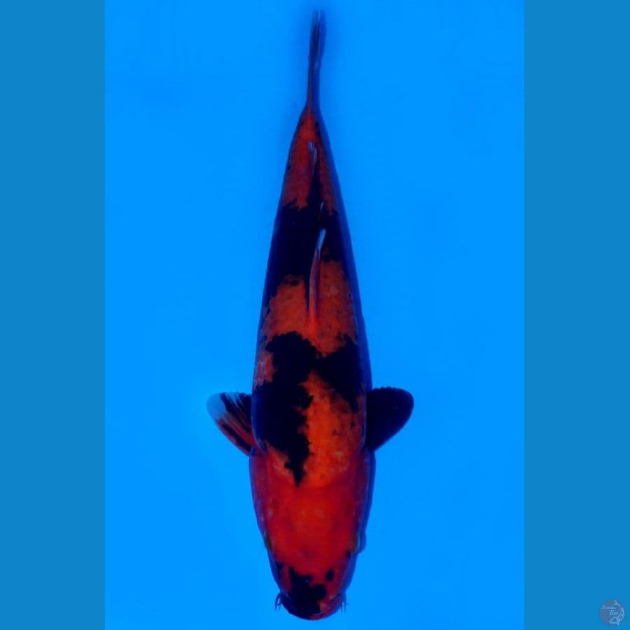 hiutsuri size 40cm