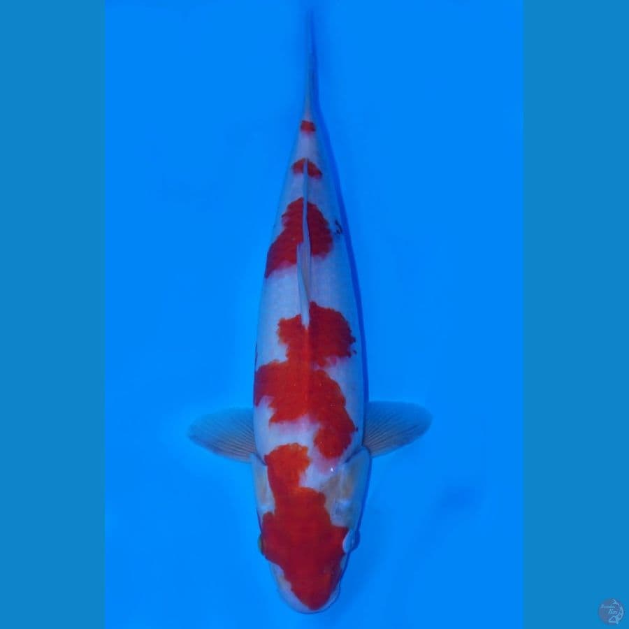 kohaku size 41cm