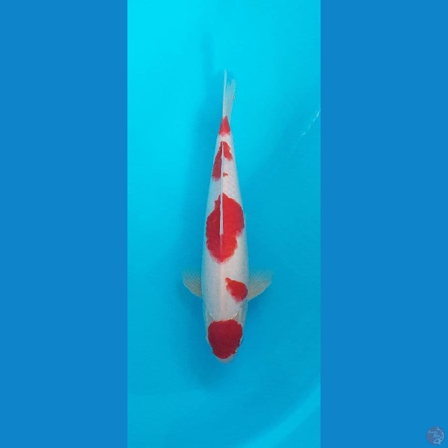 Original maruten kohaku