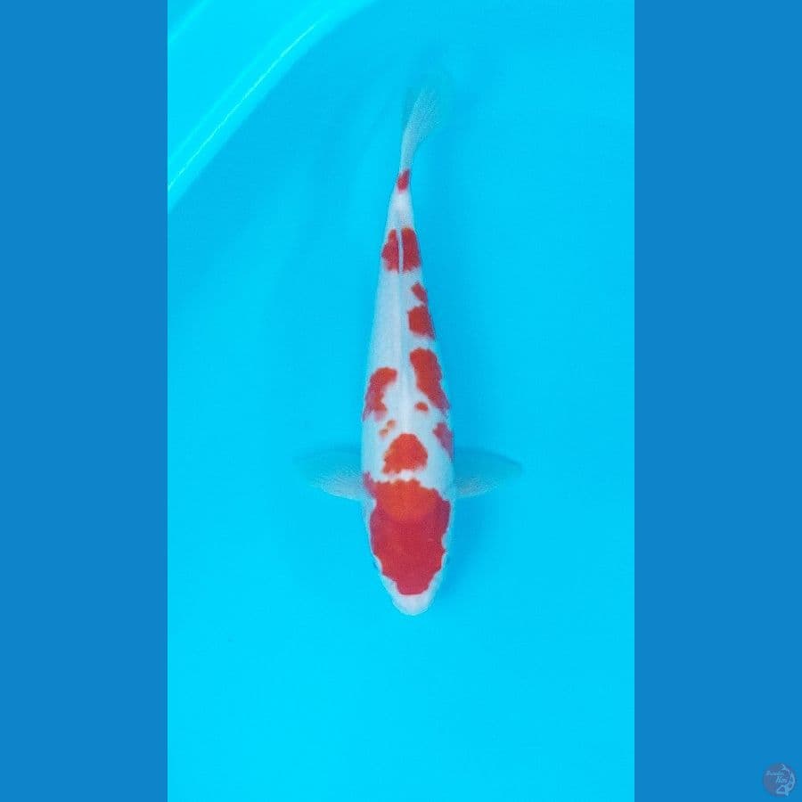 Spesial Sakura Kohaku