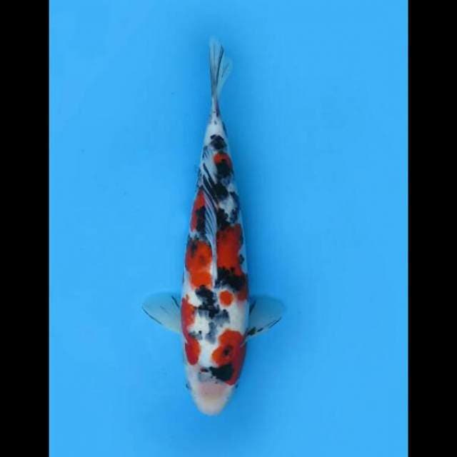 33cm Female Tosai - Ori Taisho Sanke Koleksi