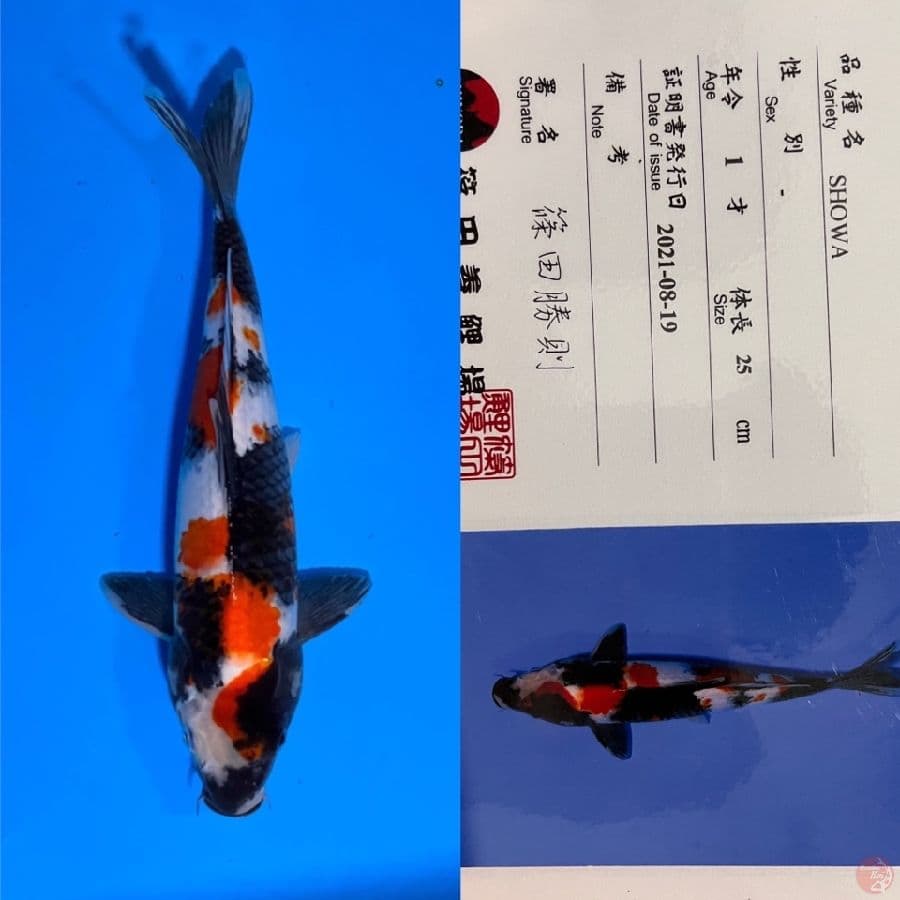 shinoda showa 34cm