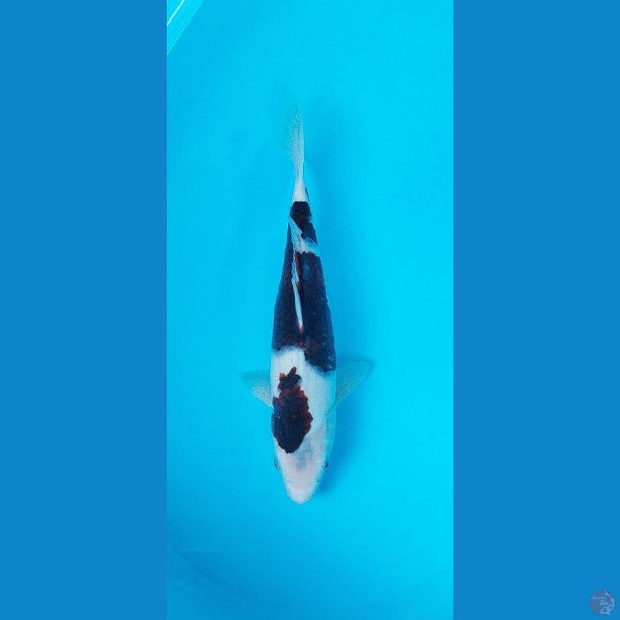Goromo superskin