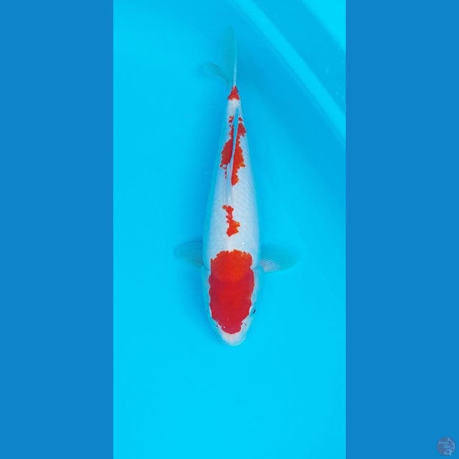 Kohaku superskin 4 step