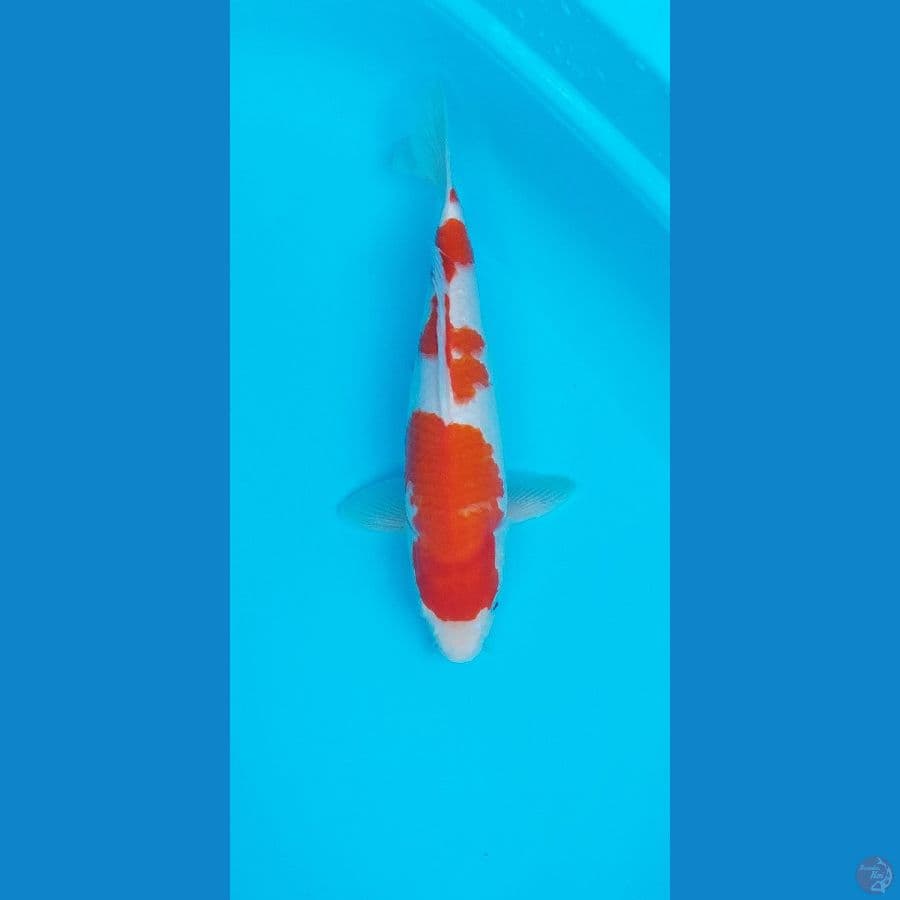 Kohaku
