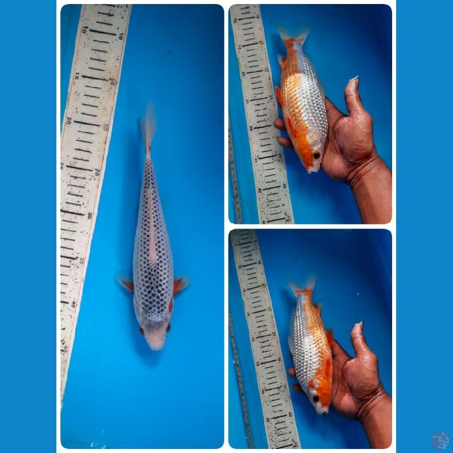 asagi kepala tidak simetris