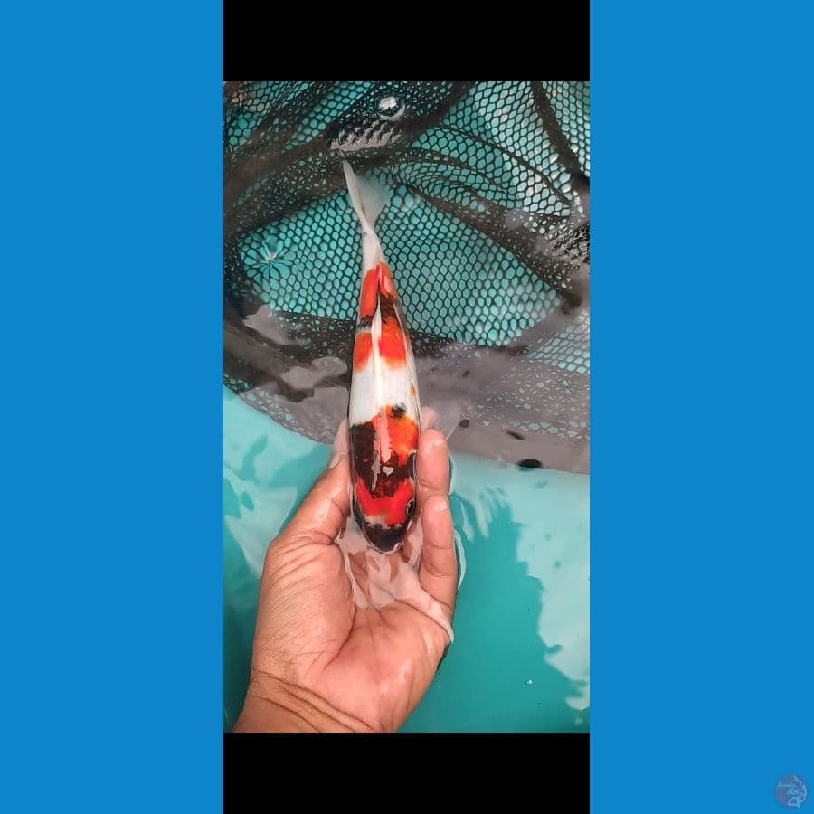 Showa 23cm