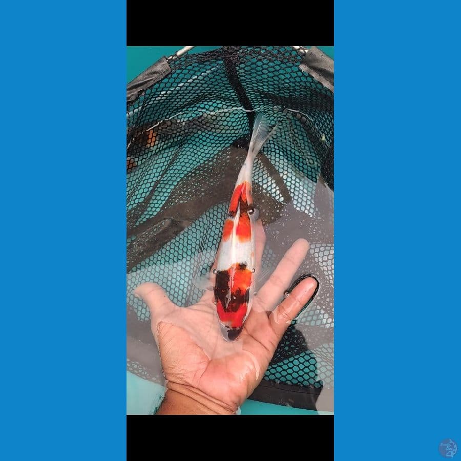 Showa 23cm