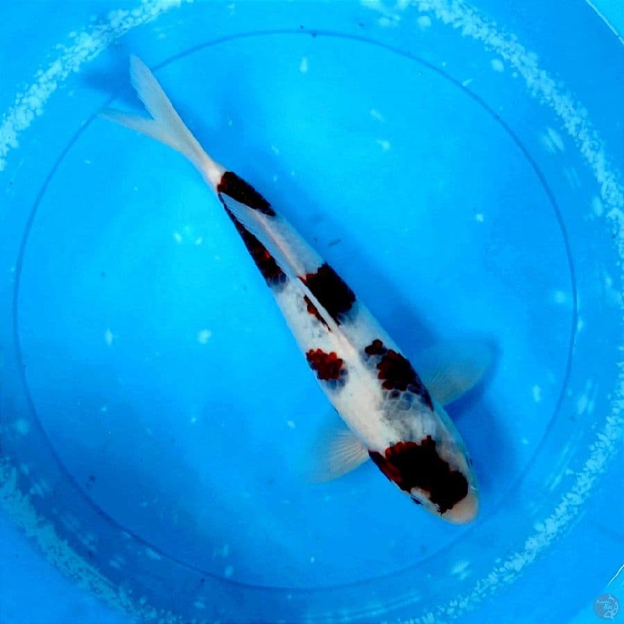 sumi 34cm