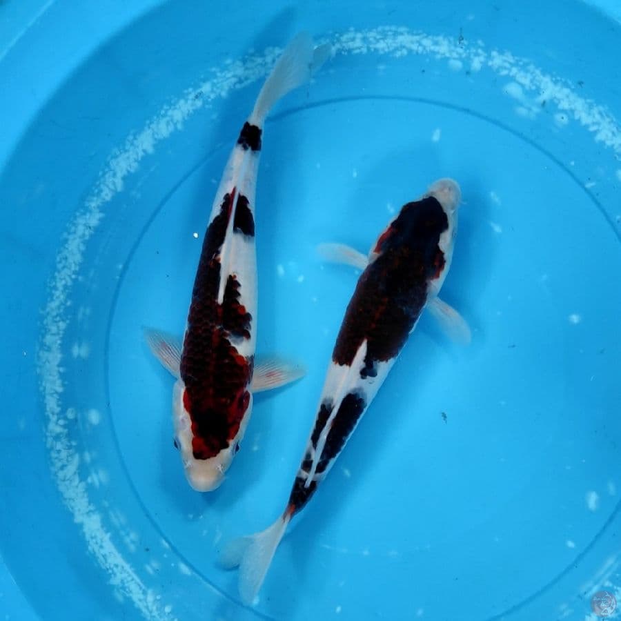 duo budo ori 30bu