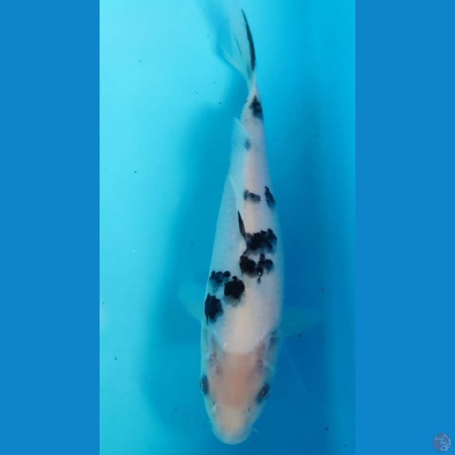 "BEKKO - 19 CM"