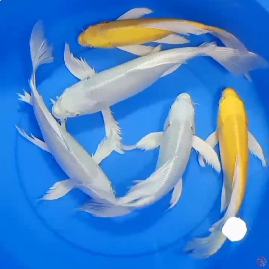 kumpay platinum &ogon 31_36 cm