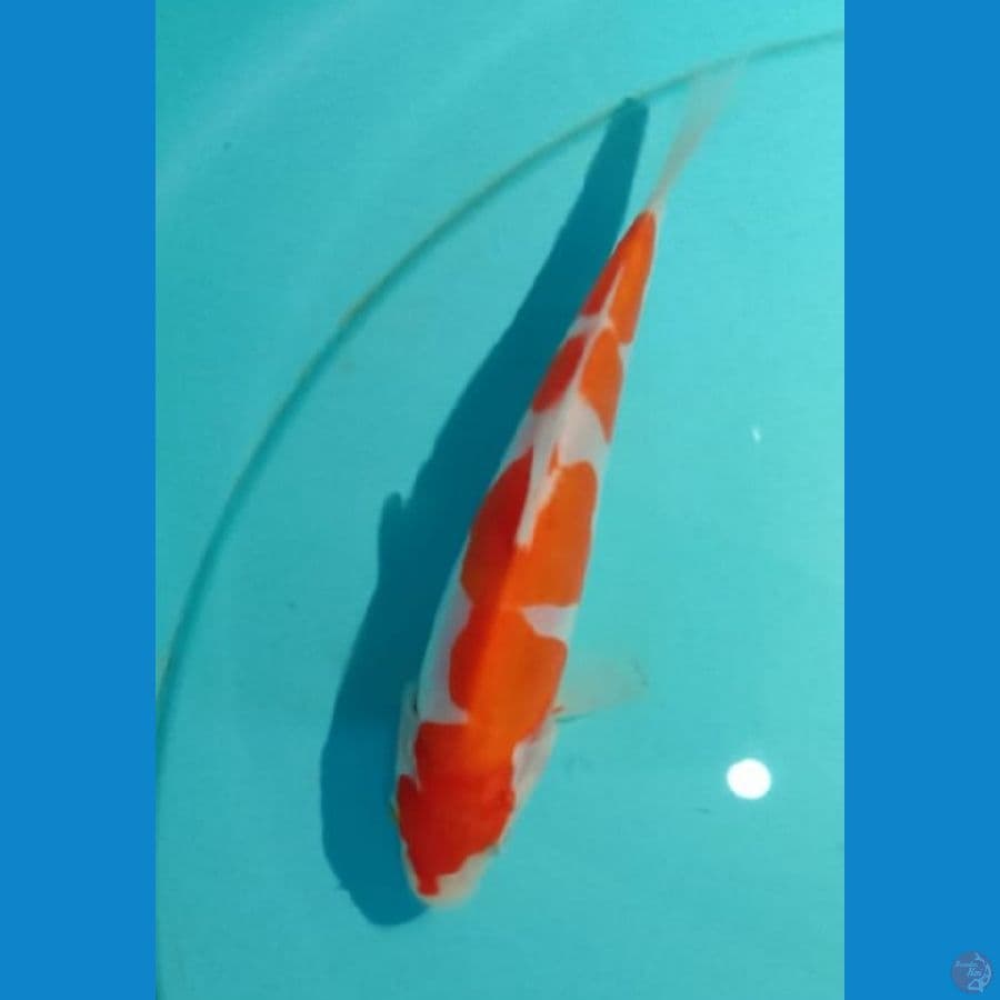 Kohaku doit SQ 16cm
