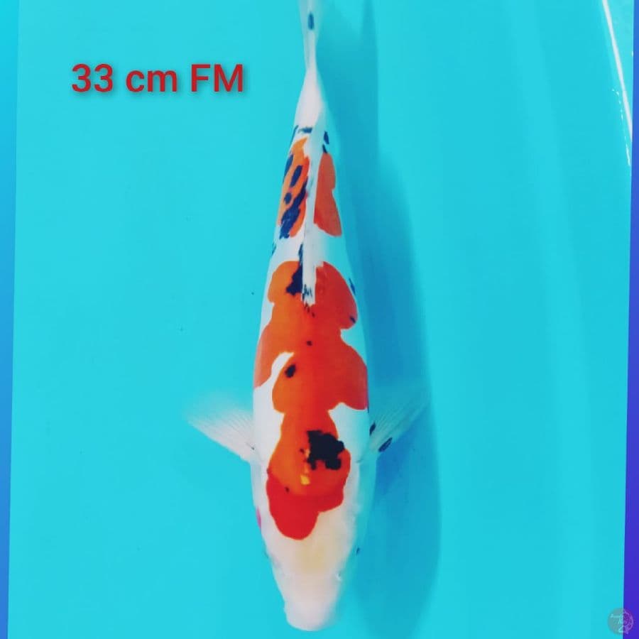 Sanke Doitsu 33 cm female