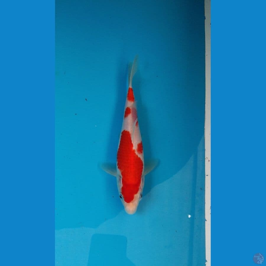 SQ Kohaku