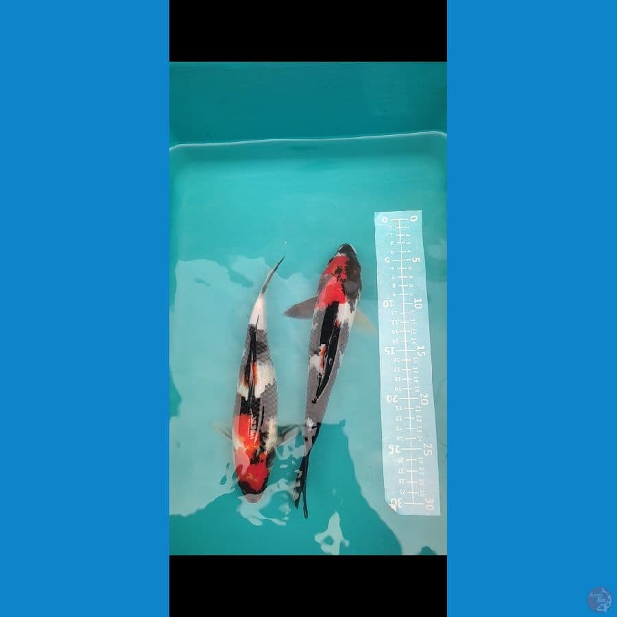 Showa Merah hitam pekat 25-28cm