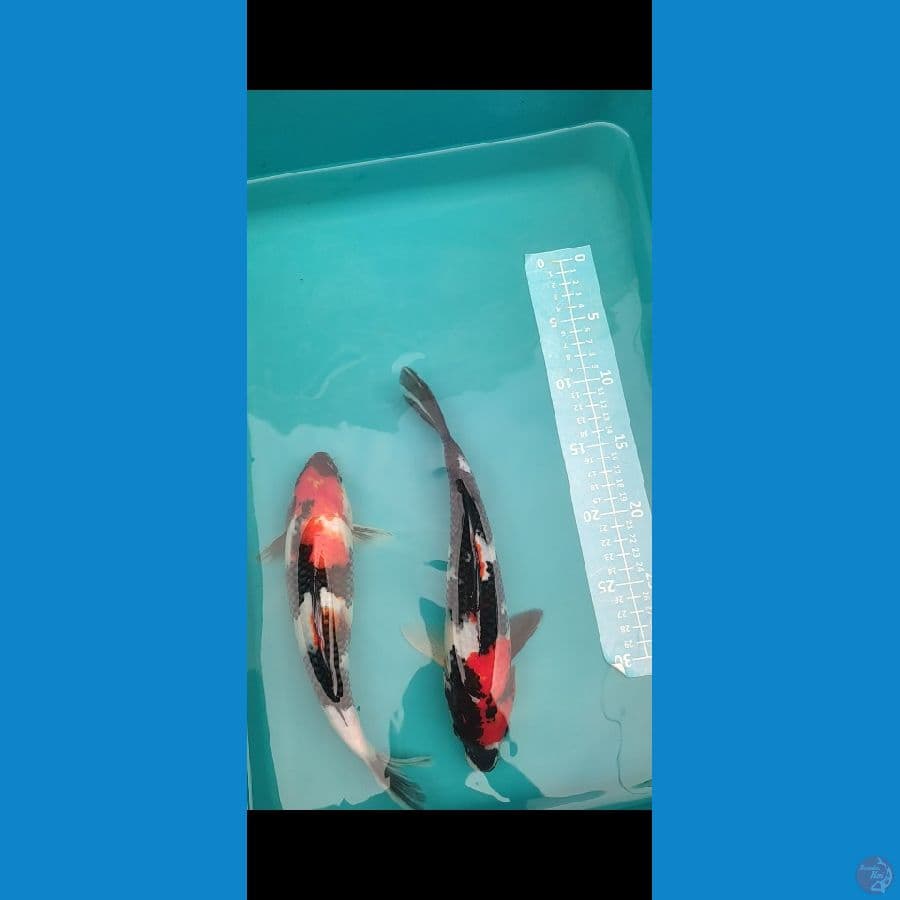 Showa Merah hitam pekat 25-28cm