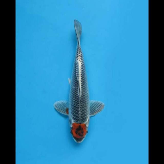 26cm - Original Tancho Goshiki