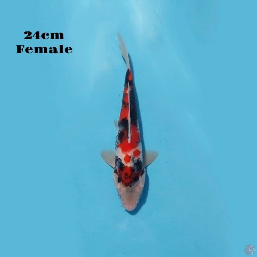 1. KINDAI SHOWA 24CM FEMALE