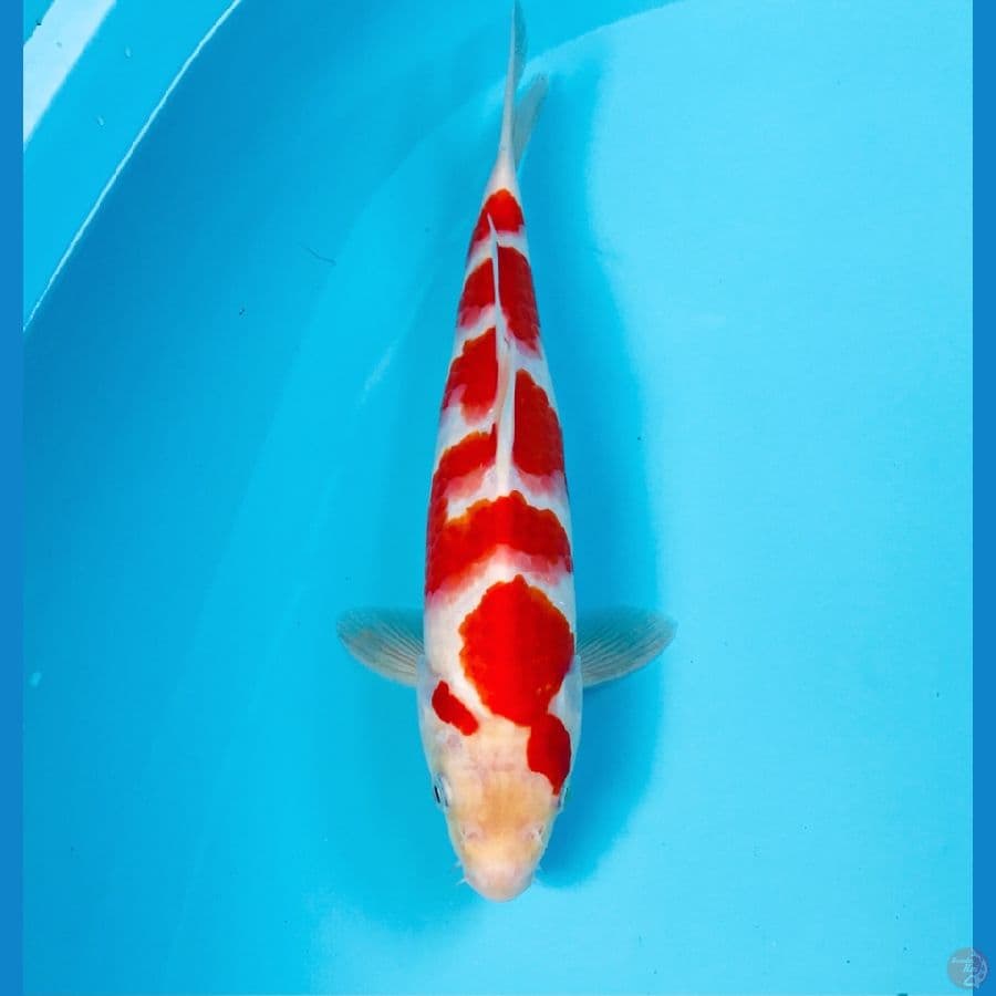 kohaku inazuma 29cm