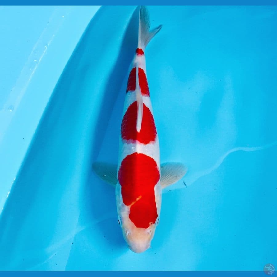 kohaku, 29 cm