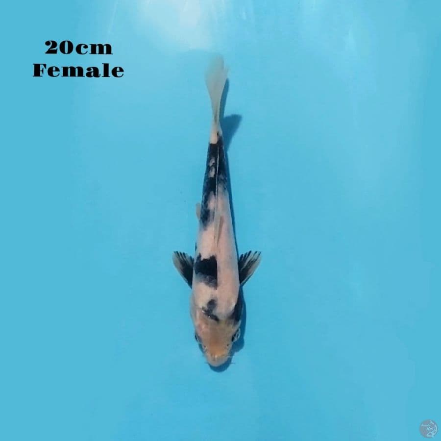 2. SHIRO UTSURI 20CM FEMALE
