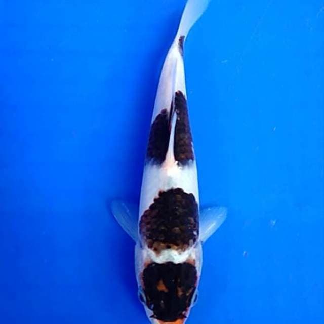 Bodo goromo. 18cm