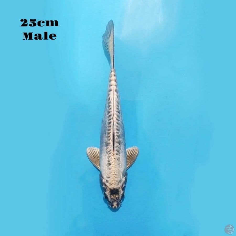 4. GIN MATSUBA 25CM FEMALE