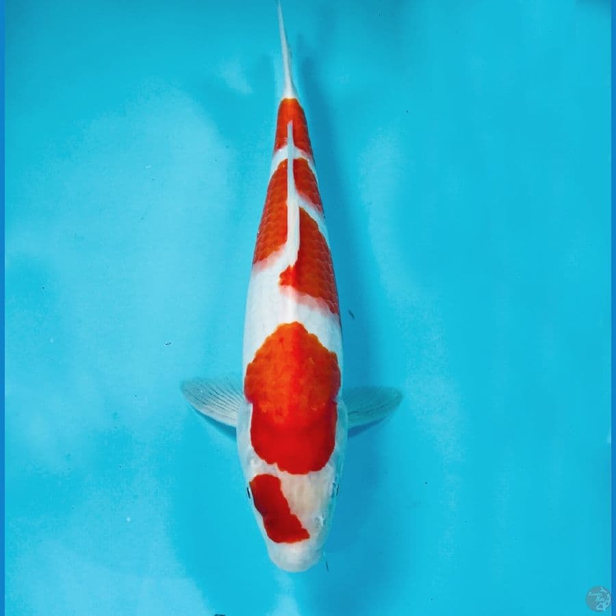 kohaku, 32 cm