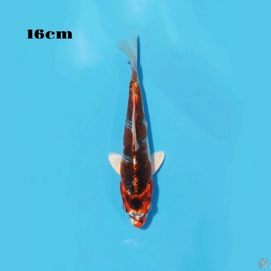 5. KUJAKU 16CM