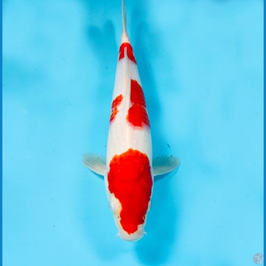 kohaku 30 cm