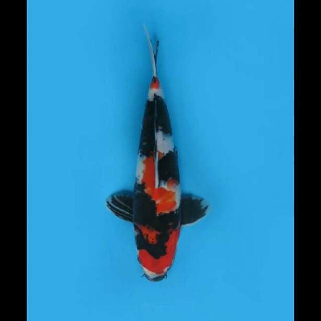 27cm - Showa Sanshoku Prospek