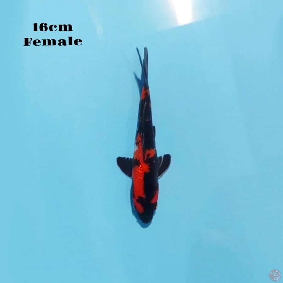 11. HI SHOWA GINRIN 16CM female