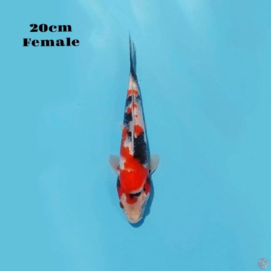 12. KINDAI SHOWA 20 CM
