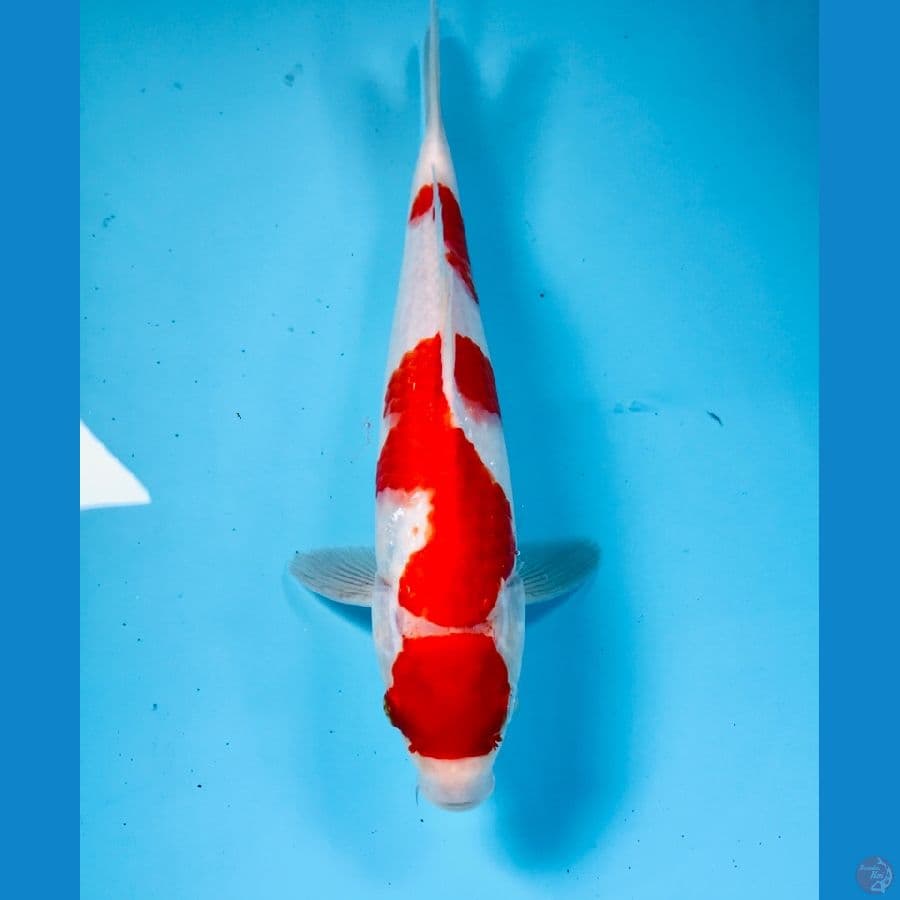 maruten kohaku 28 cm