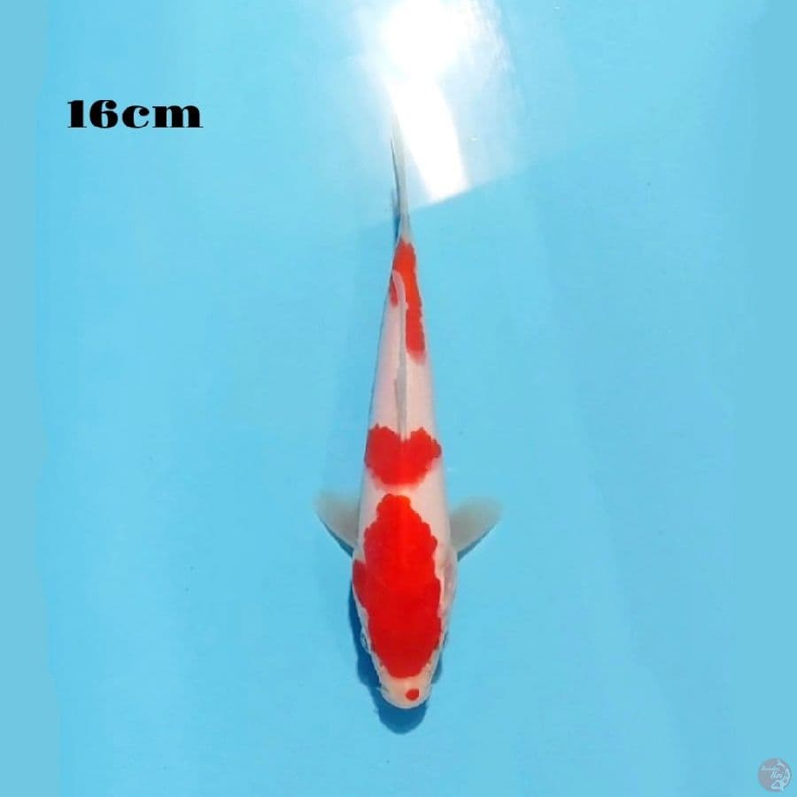 15. KOHAKU 16 CM