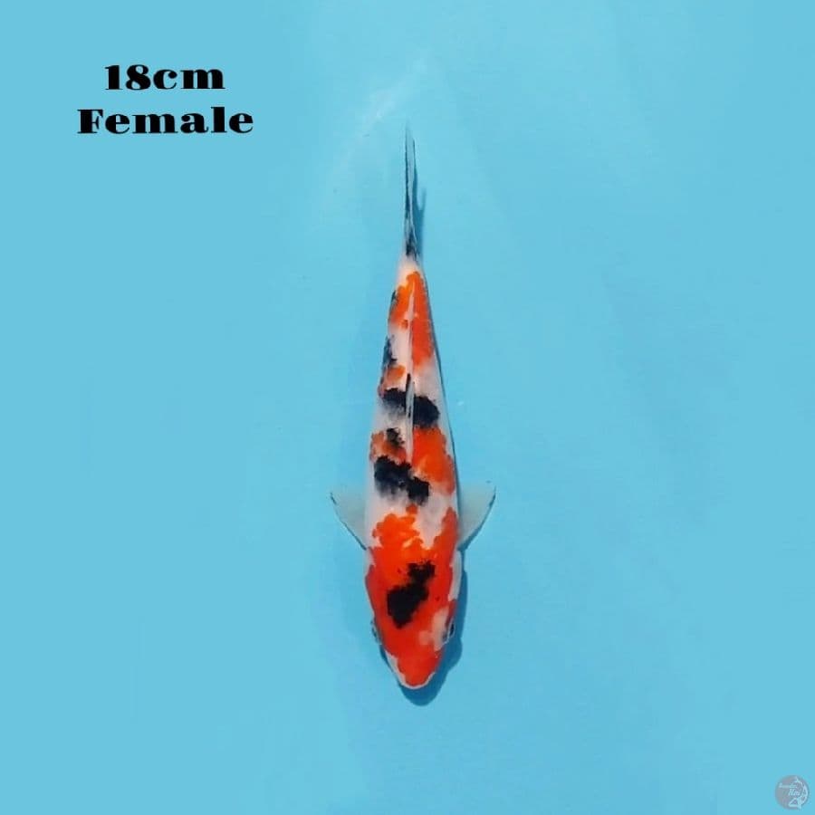 17. SANKE 18 CM FEMALE