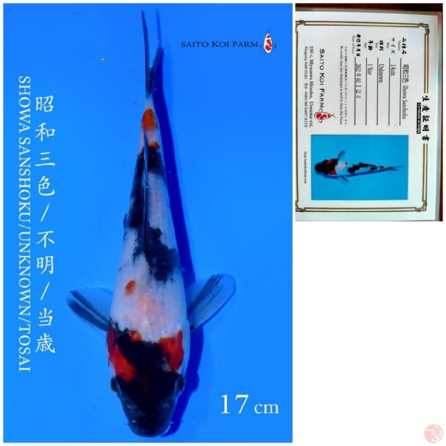 SHOWA IMPORT SAITO 17CM