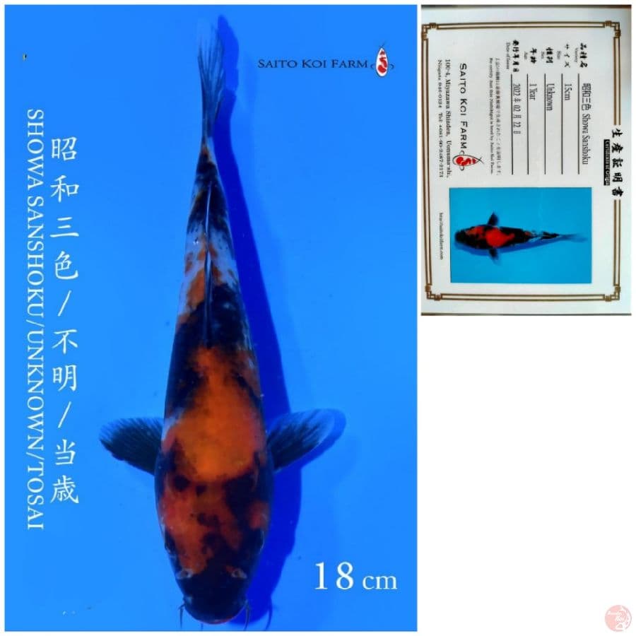 SHOWA IMPORT SAITO 18CM