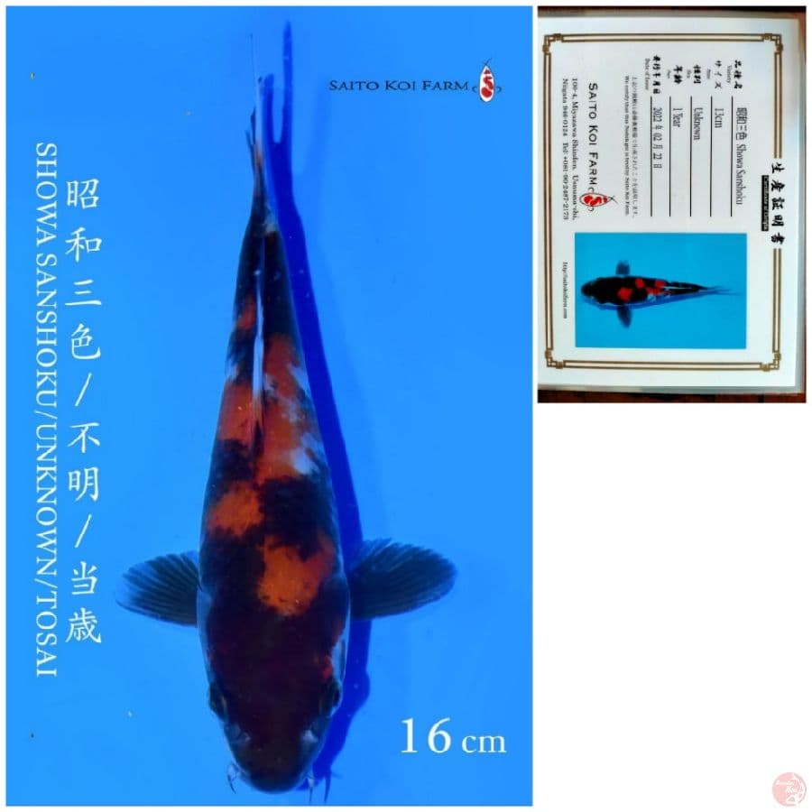 SHOWA IMPORT SAITO 16CM