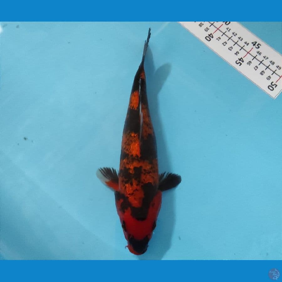 HIUTSURI GINRIN 25CM