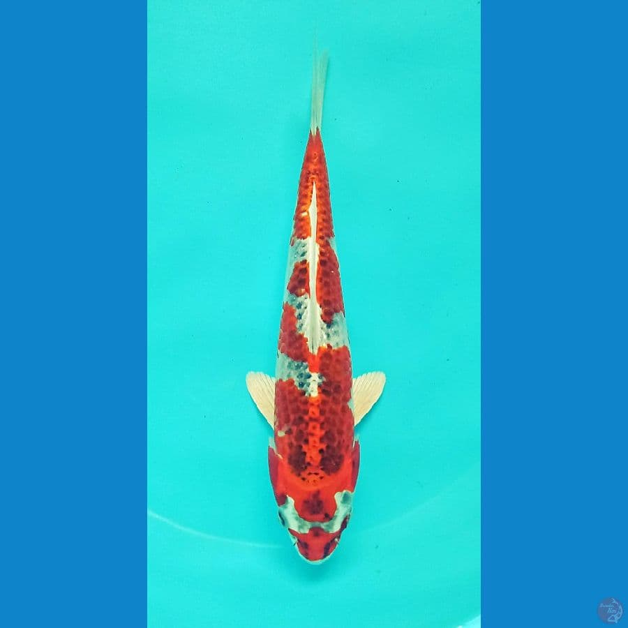 RED KUJAKU 30cm