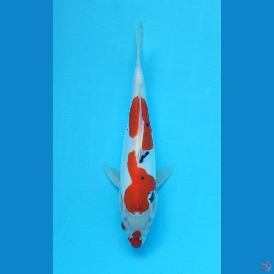 SANKE DOITSU 27cm