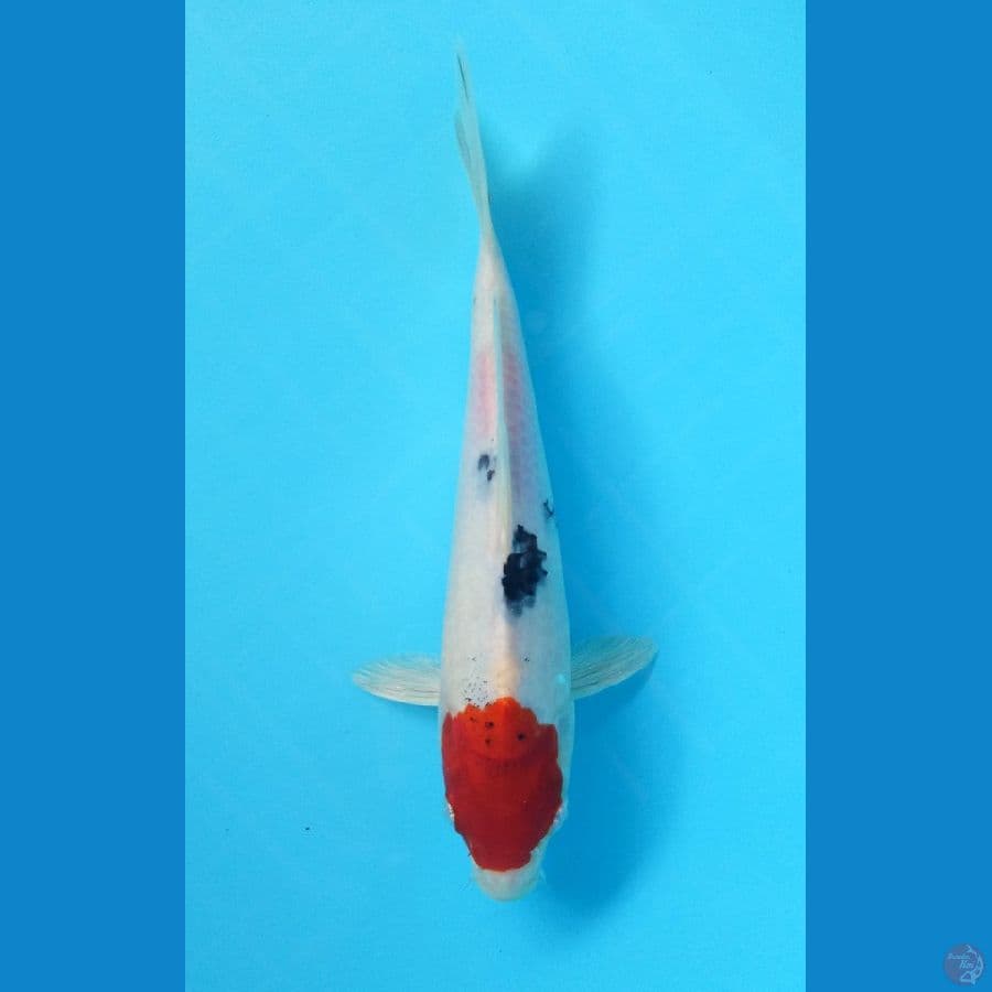 Tancho Sanke 24cm
