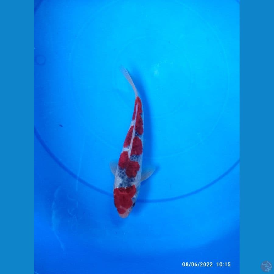 Goshiki Male 24cm